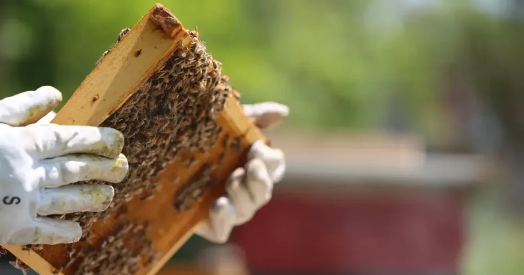 apiculteur tenant un cadre d'abeille lors d'un stage